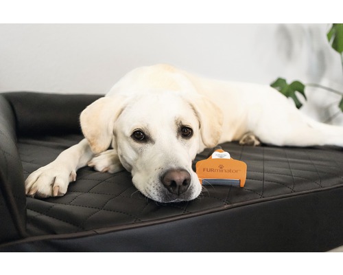 Labrador leží vedľa kefy na srsť na psej posteli