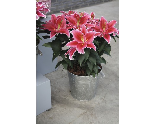 Ľalie v kovovom vedre