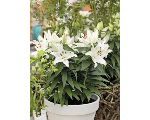 Biele ľalie v kvetináči