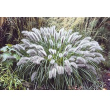 Okrasná tráva v záhrade