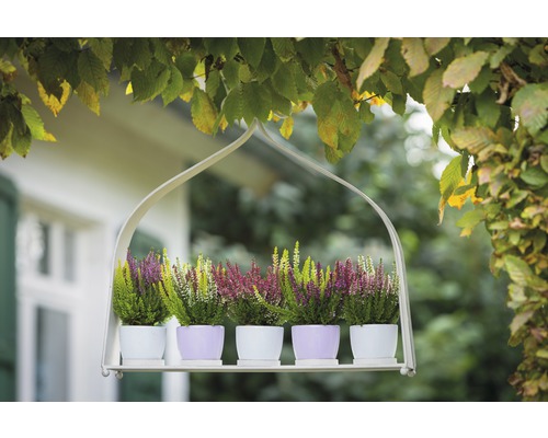 Závesná polica s vresom v kvetináčoch