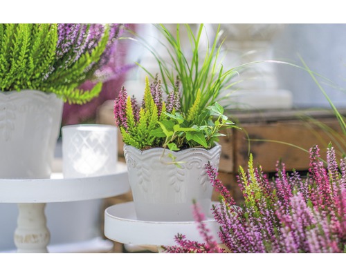 Aranžmán vresu a okrasných tráv v bielom kvetináči