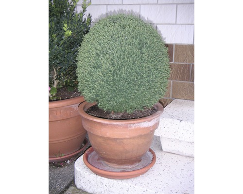 Guľovitý cyprus v terakotovom kvetináči