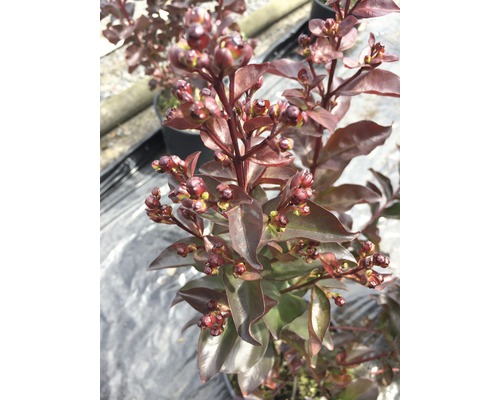 Kvetenstvo rastliny Lagerstroemia indica v kvetináči