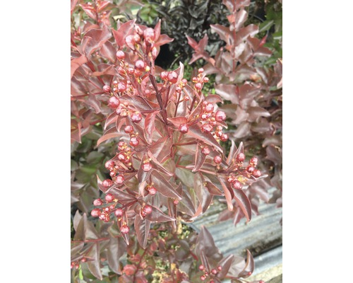 Detailný záber okrasnej rastliny s listami a bobuľami