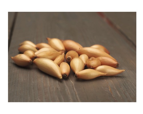 Šalotka na drevenom pozadí