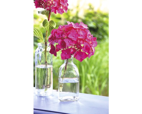 Dve sklenené vázy s kvetmi hortenzie