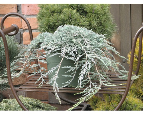 Borievka rozprestretá modrá Juniperus horizontalis 'Icee Blue' 30-40 cm kvetináč 3,7 l