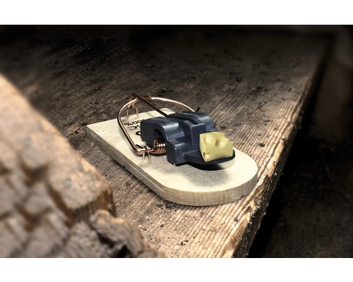 Pasca na myši s kúskom syra ako návnadou na drevenom podklade