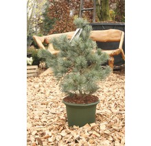 Borovica drobnokvetá Pinus parviflora 'Negishi' 30-40 cm kvetináč 6 l
