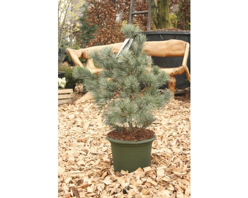 Borovica v kvetináči pre vonkajšie použitie