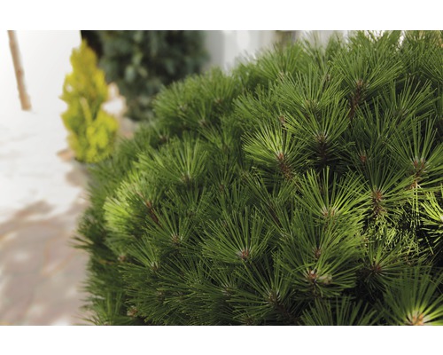 Detailný záber zakrpatenej borovice v záhrade.