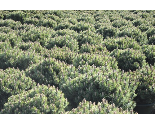 Mnoho malých borovíc horských na poli