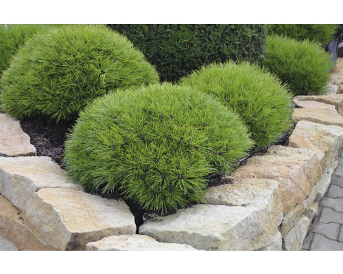 Niekoľko trpasličích borovíc v skalke.