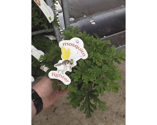 Pelargóna citrónová, vonný muškát FloraSelf Pelargonium 'Mosquito Fighter' kvetináč Ø 12 cm