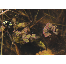 Rastliny Azolla filiculoides plávajú v rybníku