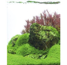 Akvárium s kameňmi, machom a vodnými rastlinami