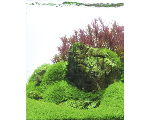 Akvárium s kameňmi, machom a vodnými rastlinami