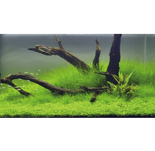 Akvárium s akvarijnými rastlinami a dekoráciou z koreňového dreva