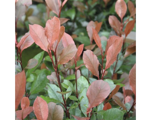 Na obrázku je cezmína vrúbkovaná s listami.