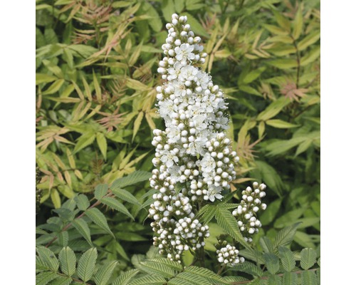 Kvetenstvo rastliny tavoľníka