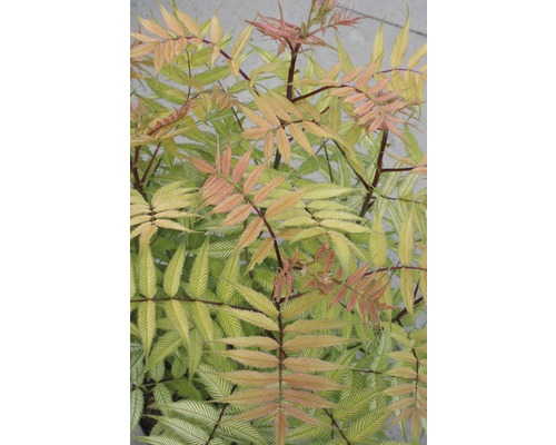 Detail jarabiny s perovitými listami