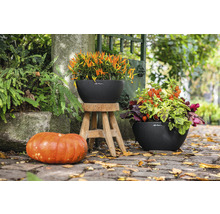 Scéna s dvoma kvetináčmi osadenými jesennými kvetmi a tekvicovou dekoráciou vonku