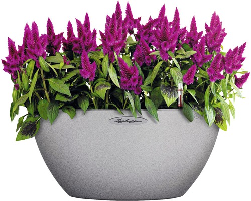 Kvety Celosia v kvetináči