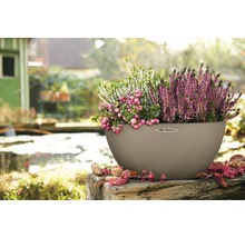 Béžový kvetináč s vresom a hroznom vonku.