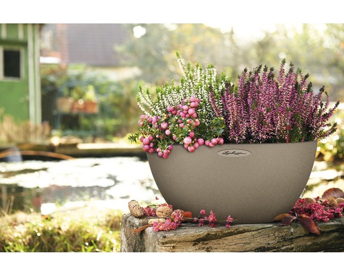 Béžový kvetináč s vresom a hroznom vonku.