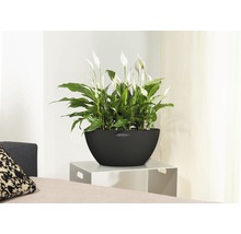 Lopatkovec v kvetináči