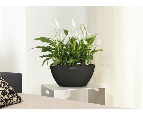 Lopatkovec v kvetináči