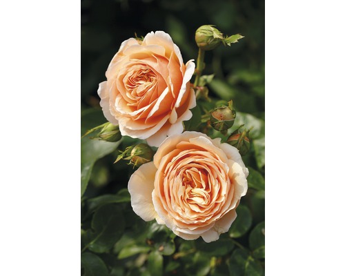 Ruža voňajúca Tantau Rosa x hybrid 'Tropicana' s balom