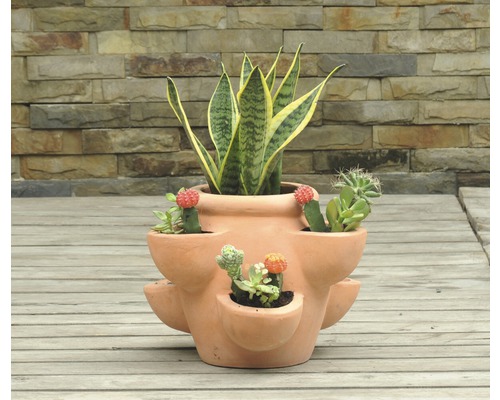 Kvetináč na jahody so sukulentmi a rastlinou Sansevieria na drevenej terase