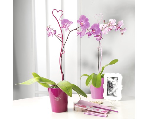 Dve orchidey Phalaenopsis v kvetináčoch so srdiečkovými zápichmi