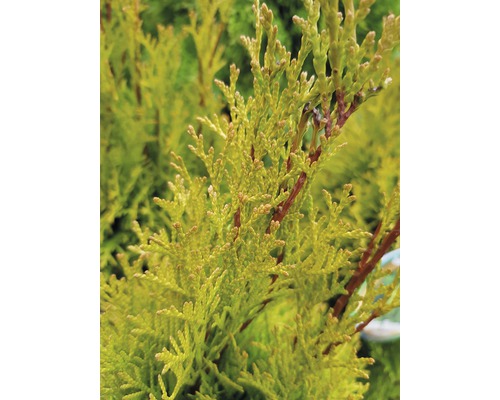 Detail rastliny tuje