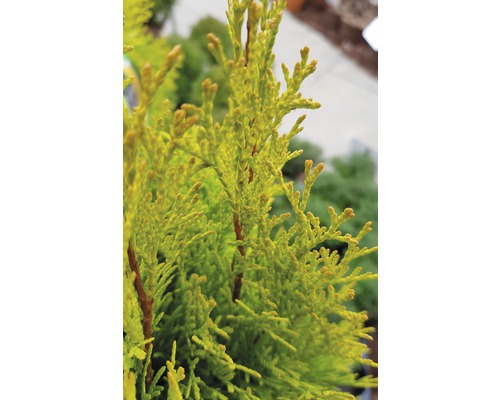 Detailný záber rastliny cyprušteka na záhrade.