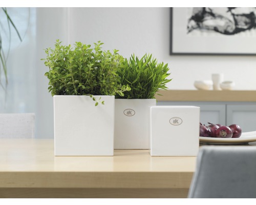 Tri biele keramické kvetináče s rastlinami na stole