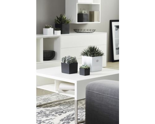 Interiérová dekorácia s bielym nábytkom a rôznymi rastlinami v kvetináčoch v čiernych a bielych kvetináčoch.