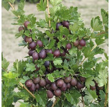 Egreš červený FloraSelf Ribes uva-crispa 'Hinnomäki' malý kmeň cca 90 cm celková výška 100-120 cm-thumb-1