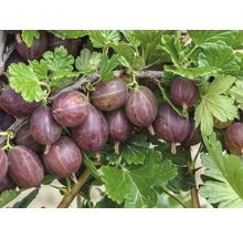 Egreš červený FloraSelf Ribes uva-crispa 'Hinnomäki' malý kmeň cca 90 cm celková výška 100-120 cm-thumb-5