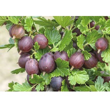 Egreš červený FloraSelf Ribes uva-crispa 'Hinnomäki' malý kmeň cca 90 cm celková výška 100-120 cm-thumb-7