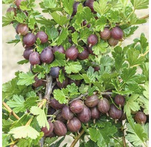 Egreš červený FloraSelf Ribes uva-crispa 'Hinnomäki' malý kmeň cca 90 cm celková výška 100-120 cm-thumb-6