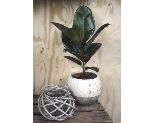 Izbová rastlina Ficus elastica v kvetináči vedľa lampáša