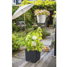 Scéna záhrady s hortenziou v kvetináči a závesnou rastlinou