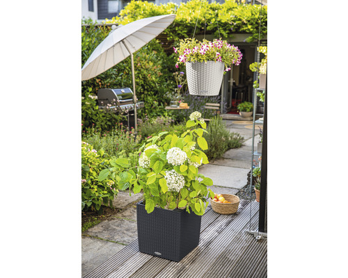 Scéna záhrady s hortenziou v kvetináči a závesnou rastlinou