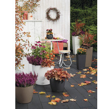 Samozavlažovací kvetináč Lechuza Classico Color plast Ø 21 v. 20 cm tm.sivý