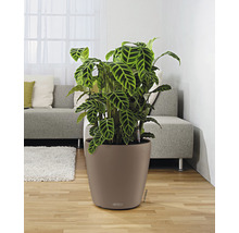 Samozavlažovací kvetináč Lechuza Classico Color plast Ø 43 v. 40 cm hnedý