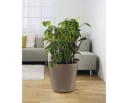 Izbová rastlina Calathea v kvetináči Lechuza v obývacej izbe.
