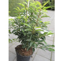 Vavrínovec portugalský FloraSelf Prunus lusitanica „Angustifolia“ 60-80 cm květináč 5 l-thumb-0